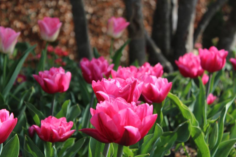 Le jardin au fil des saisons visite guidée du jardin du musée des