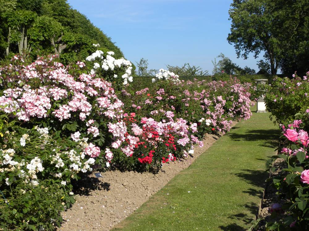 Bouturage des rosiers ! - Ermenouville Bouturage des rosiers ! - Ermenouville