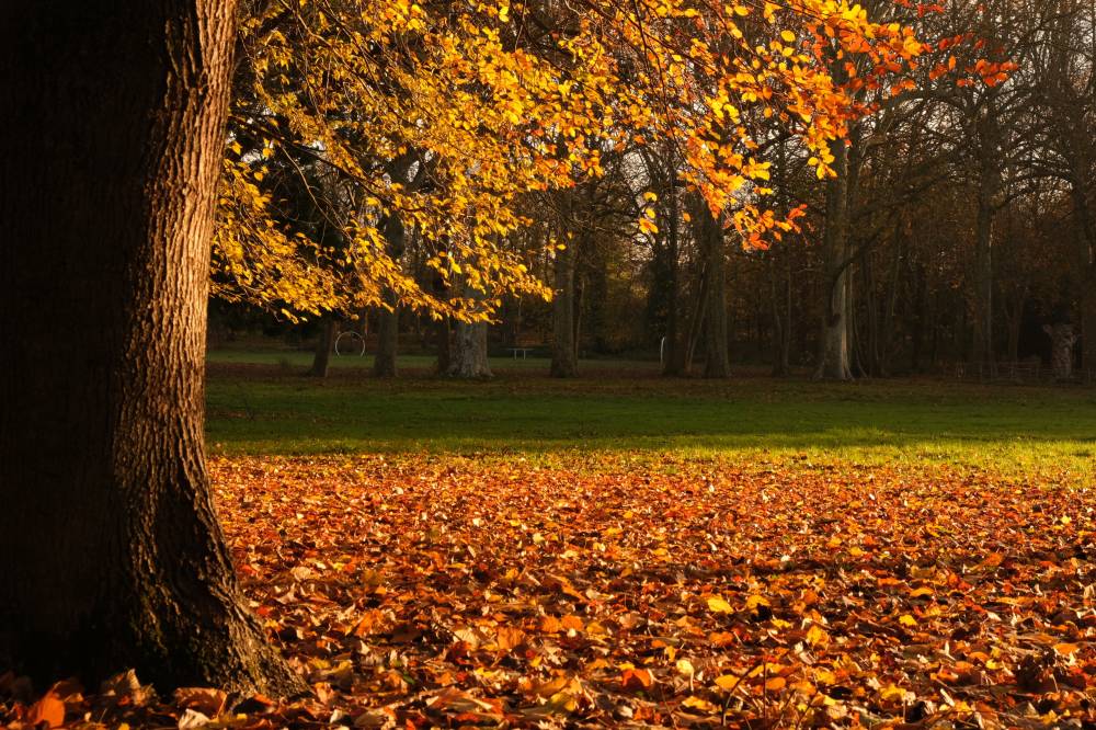 Sortie nature L’automne des feuilles - Saint-Ouen-l'Aumone