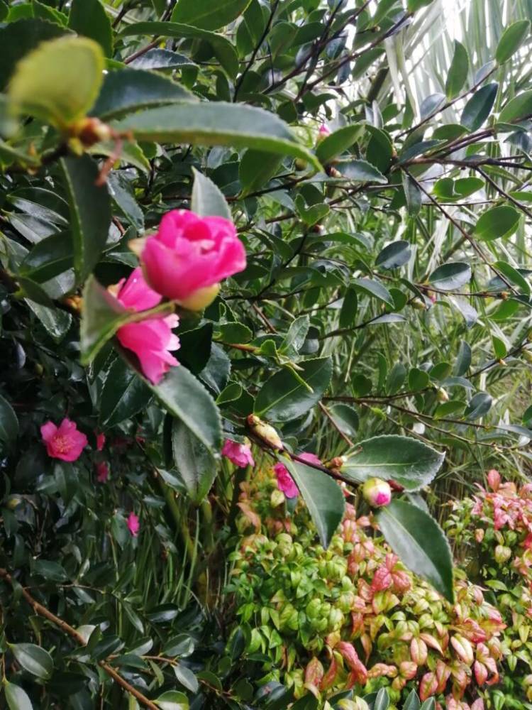 3 ème fête des fleurs  - Plouigneau 