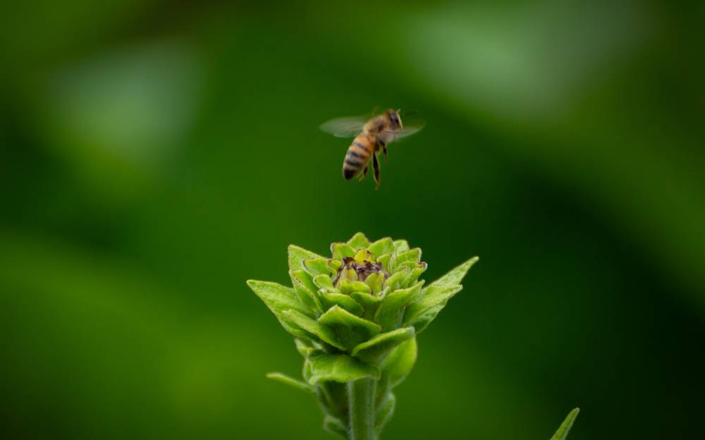 Bzzz.... ça butine ! - UNGERSHEIM