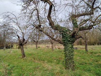 Apprendre à tailler les arbres fruitiers au verger  - Chavaniac-Lafayette