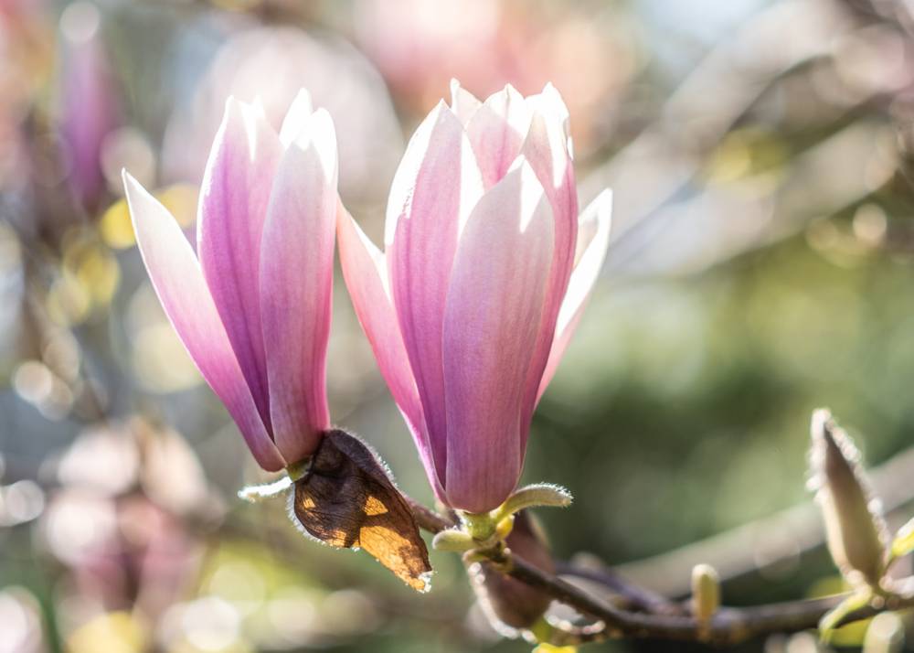 Concours Photos ”Magnolias” - Ingrannes