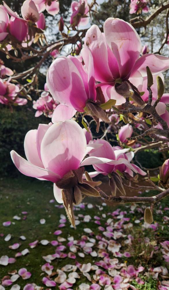 Dimanches Magnolias - Ingrannes