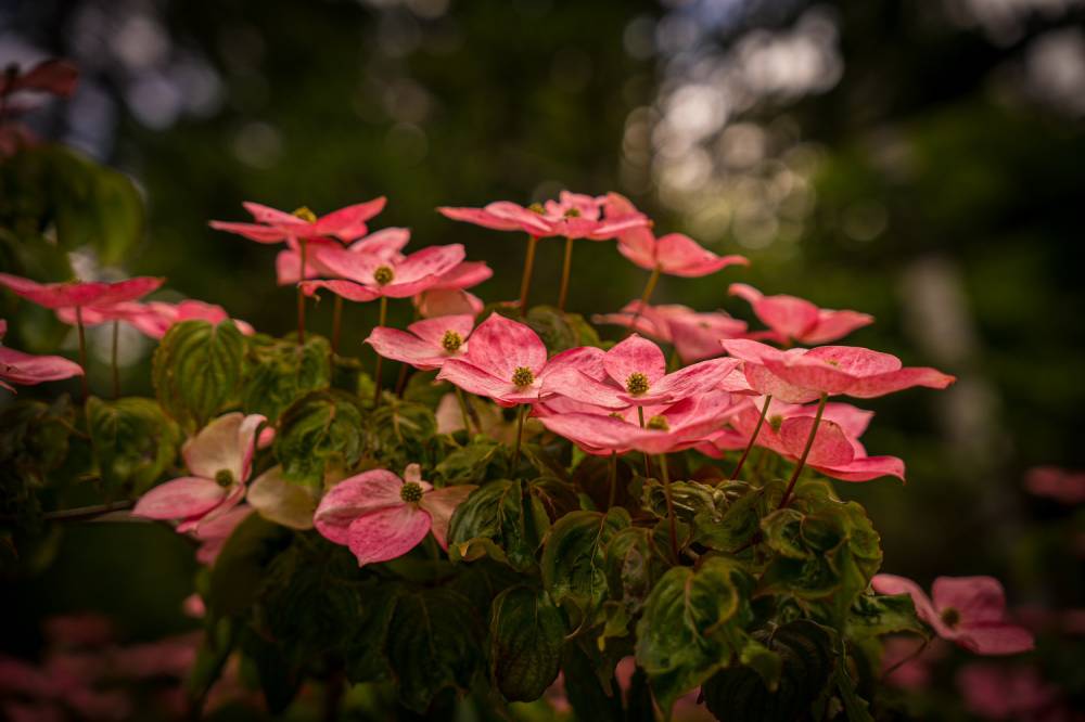 Concours photo « Rosa & Cornus » - Ingrannes