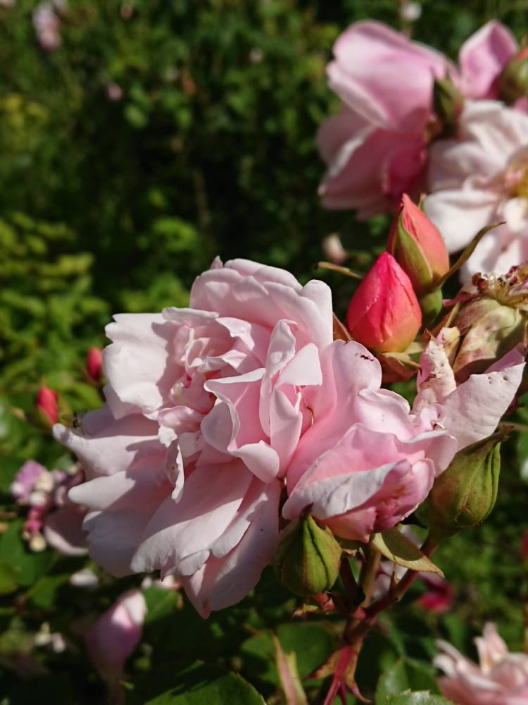 Dimanches Roses anciennes - Ingrannes