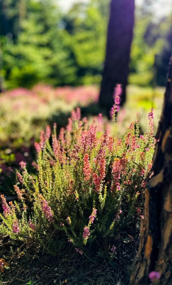 1er Salon du Jardin & Fête des Plantes - Hippodrome de la Hardt, Wissembourg - Wissembourg