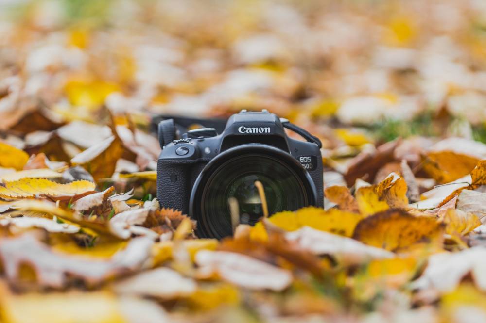 Garden photography workshop - Ingrannes