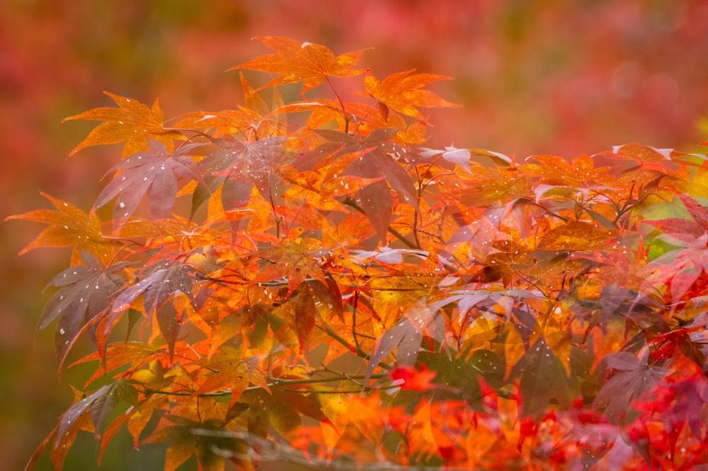 Concours Photos ”Automne” - Ingrannes