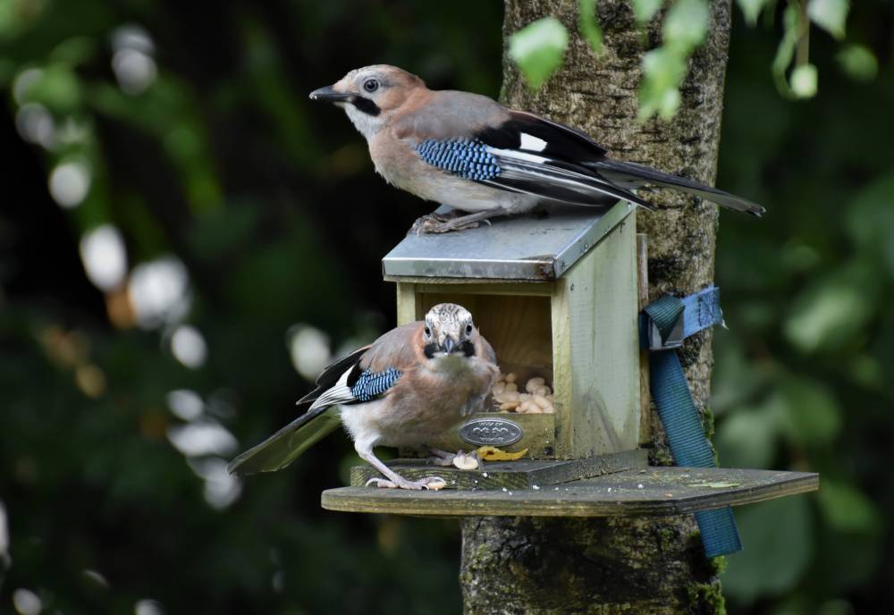 Birds in nesting boxes and feeders - Ingrannes