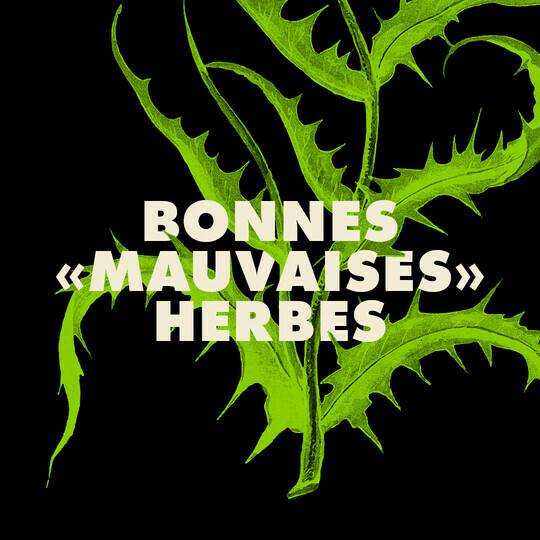 Bonnes « mauvaises » herbes