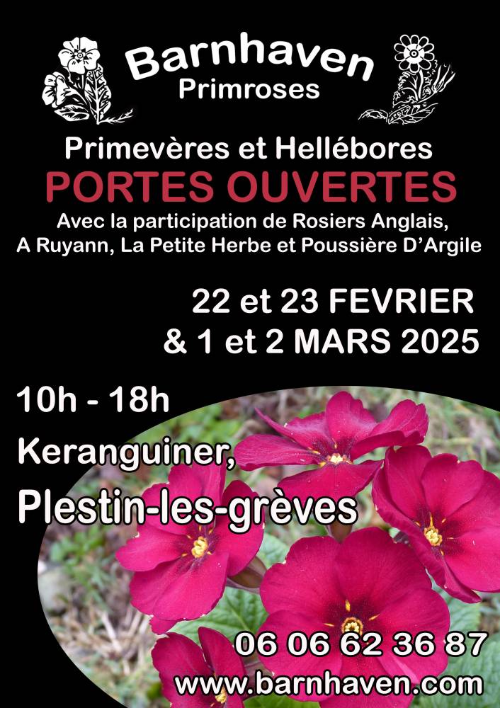 Portes-ouvertes chez Barnhaven Primroses, les spécialistes des primevères.  - Plestin Les Grèves