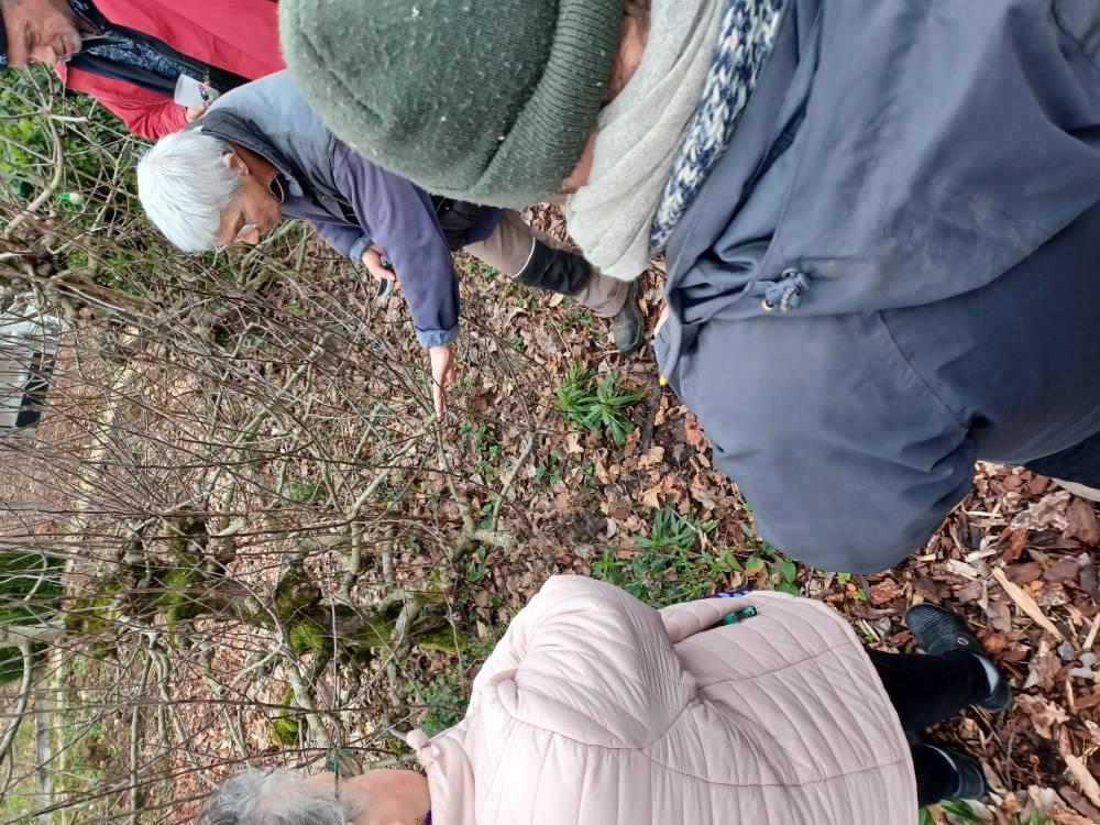 Cours de taille des fruitiers et rosiers aux Jardins de la Peignie - MENEAC