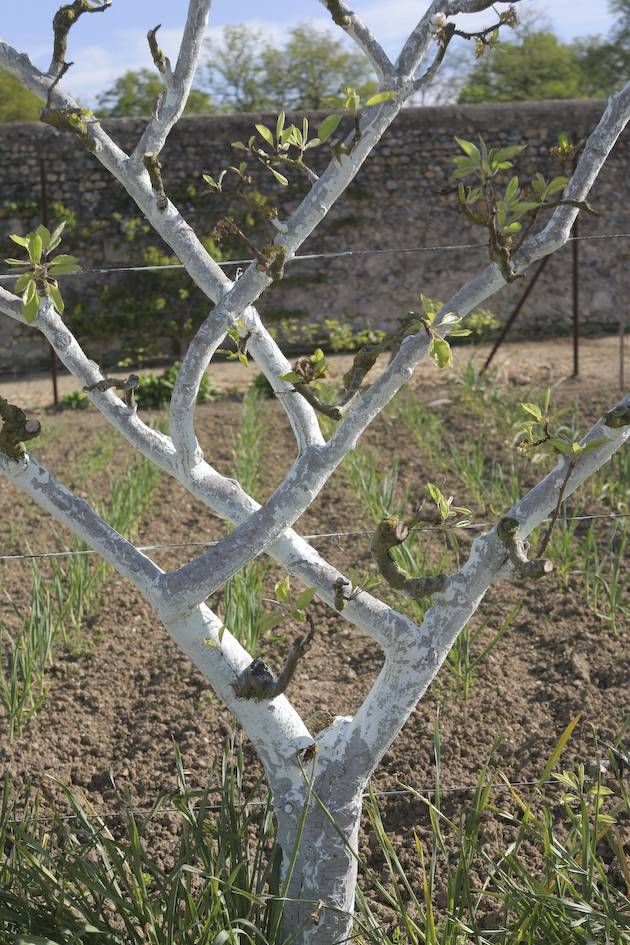 Journées mondiales de l'art de l'espalier.  - Chançay