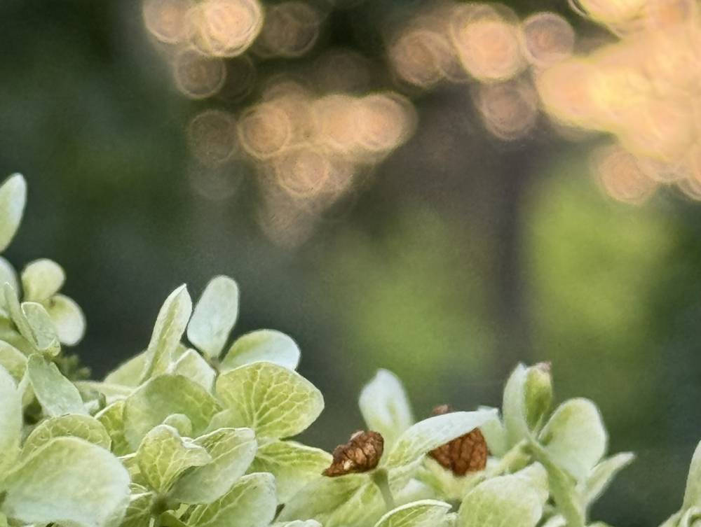 Bain de forêt - Ingrannes Bain de forêt - Ingrannes