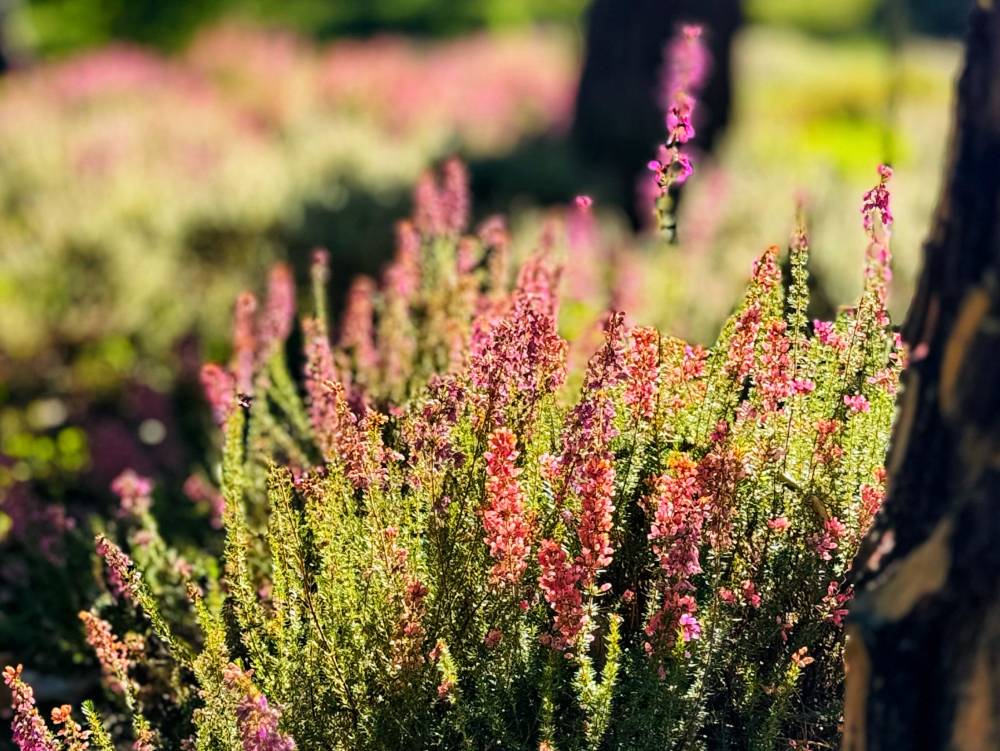 Belles soirées d'été - Ingrannes Belles soirées d'été - Ingrannes