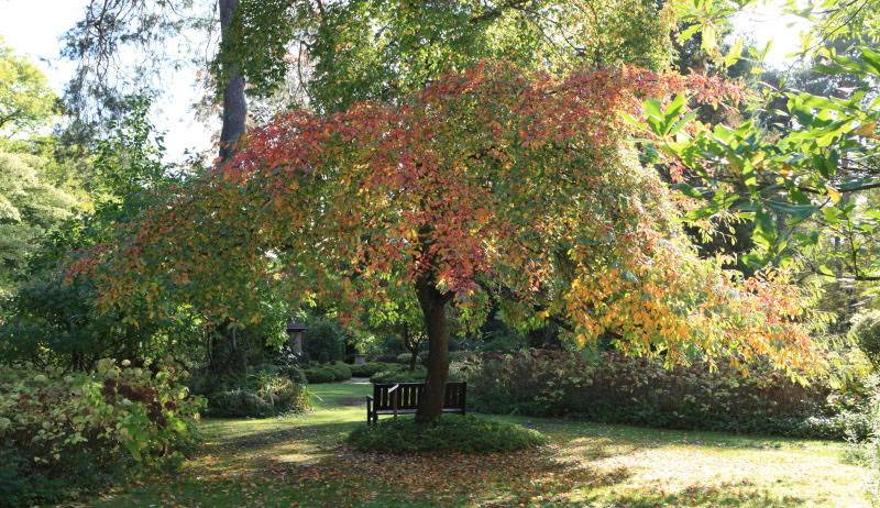 Atelier Photos ”Portraits d'Arbres” - Ingrannes Atelier Photos ”Portraits d'Arbres” - Ingrannes