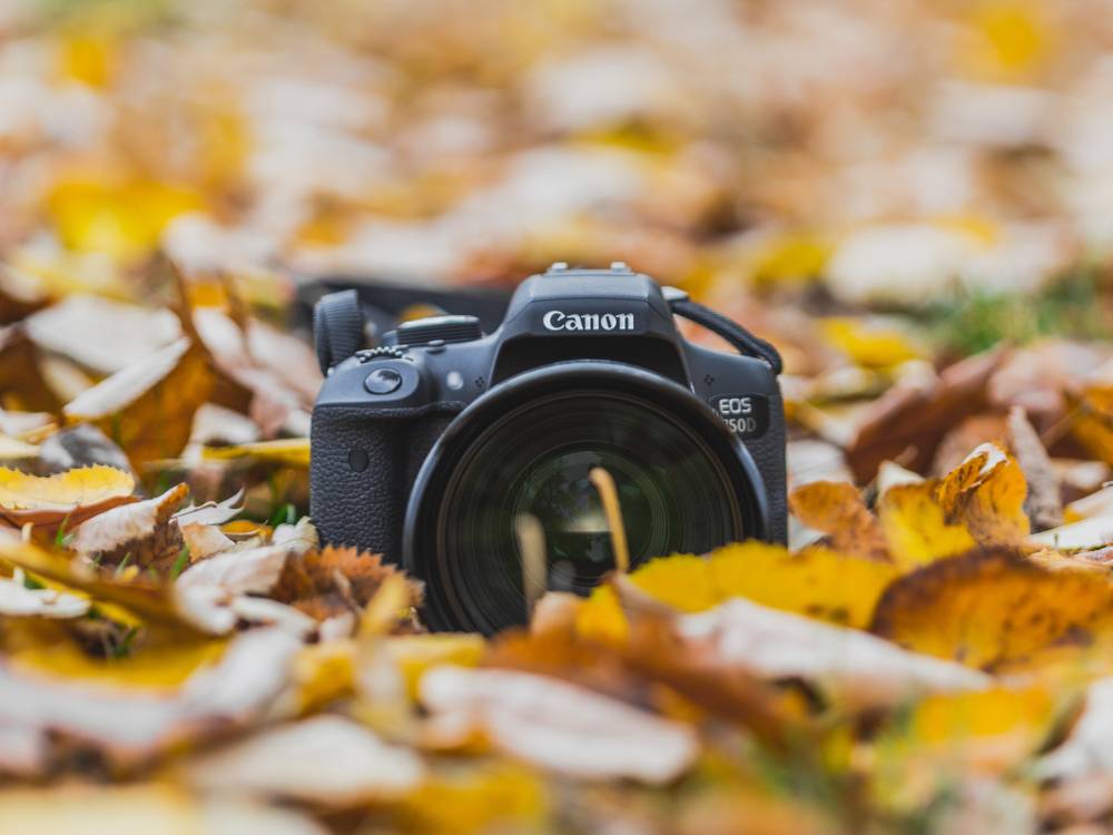 Atelier Photos de Jardin - Ingrannes Atelier Photos de Jardin - Ingrannes